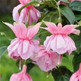 Hänge-Fuchsie 'Julie Horton'