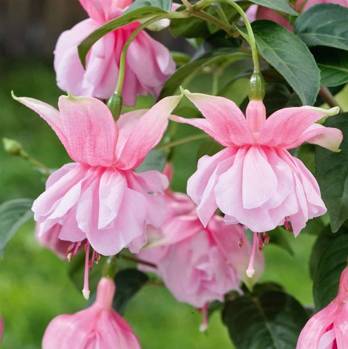 Hänge-Fuchsie 'Julie Horton'