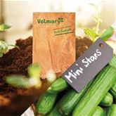 Mini-Snackgurke 'Minero® (Mini Stars)' F1