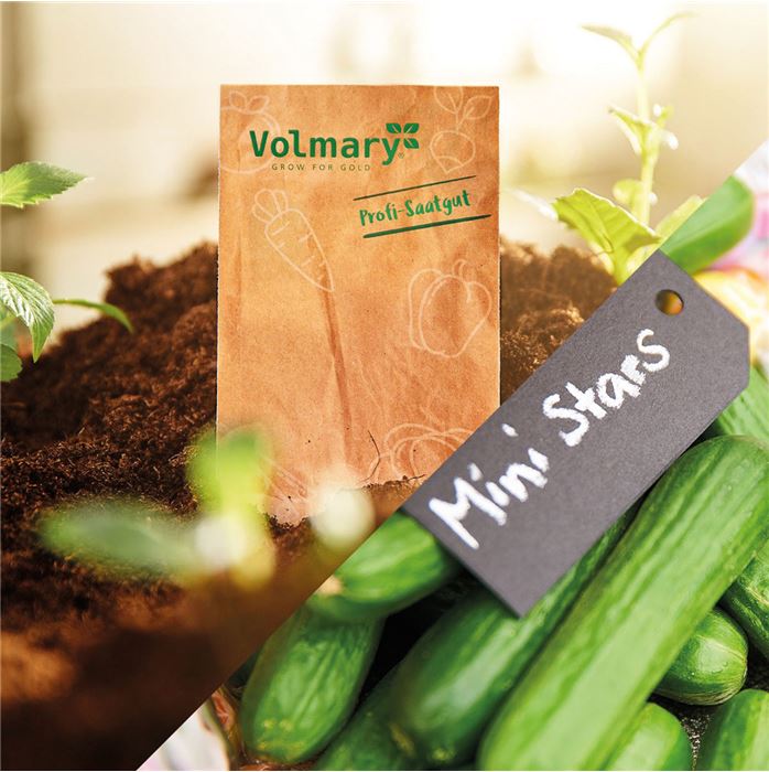 Mini-Snackgurke 'Minero® (Mini Stars)' F1