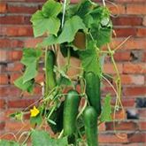 Kürbis 'Rouge vif d'Etampes' (Roter Zentner)