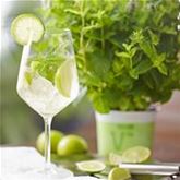 Cocktailminze 'Hugo'