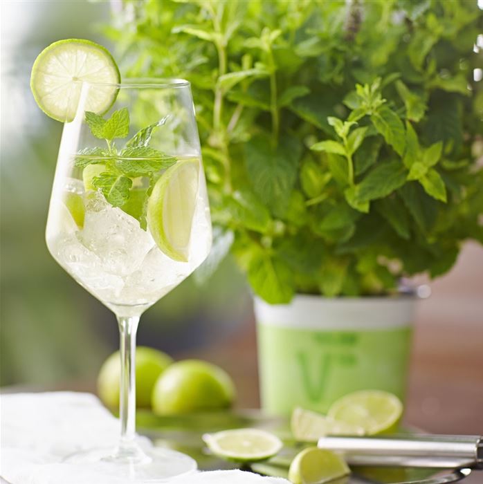 Cocktailminze 'Hugo'