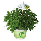 Cocktailminze 'Hugo'