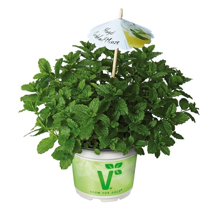 Cocktailminze 'Hugo'