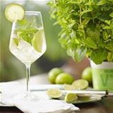 Cocktailminze 'Hugo'