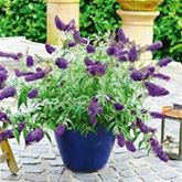Schmetterlingsstrauch 'Summer Bird® Blue'