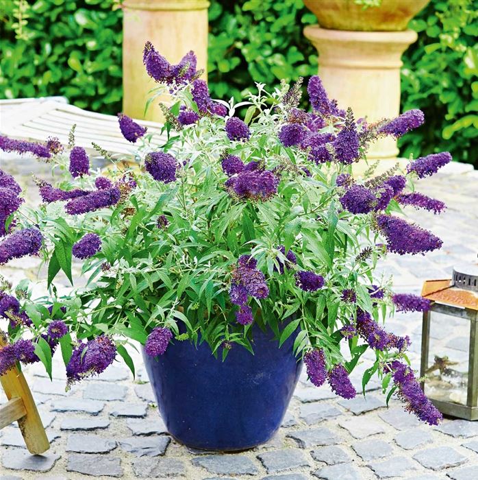 Schmetterlingsstrauch 'Summer Bird® Blue'