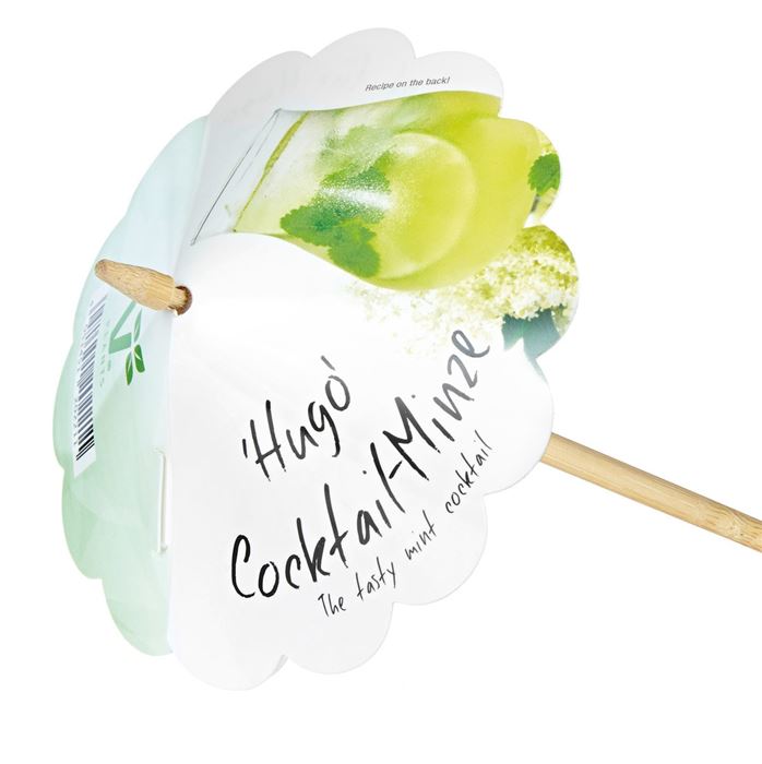 Cocktailminze 'Hugo'