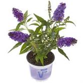 Schmetterlingsstrauch 'Summer Bird® Blue'