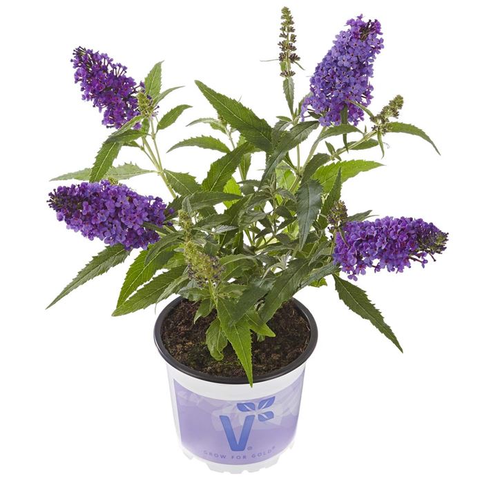 Schmetterlingsstrauch 'Summer Bird® Blue'