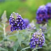 Schmetterlingsstrauch 'Summer Bird® Blue'