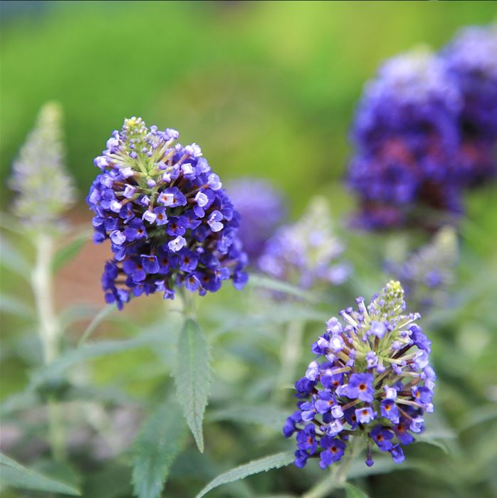 Schmetterlingsstrauch 'Summer Bird® Blue'