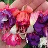 Hänge-Fuchsie 'Marbeller Mix'