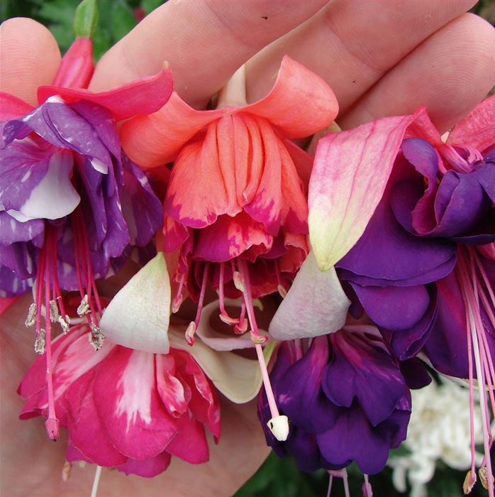 Hänge-Fuchsie 'Marbeller Mix'