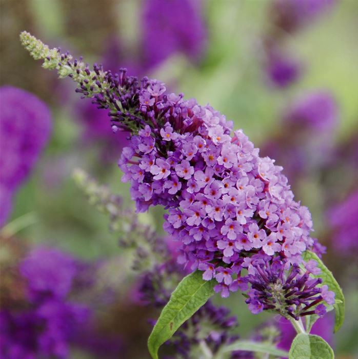 Schmetterlingsstrauch 'Summer Bird® Violet'