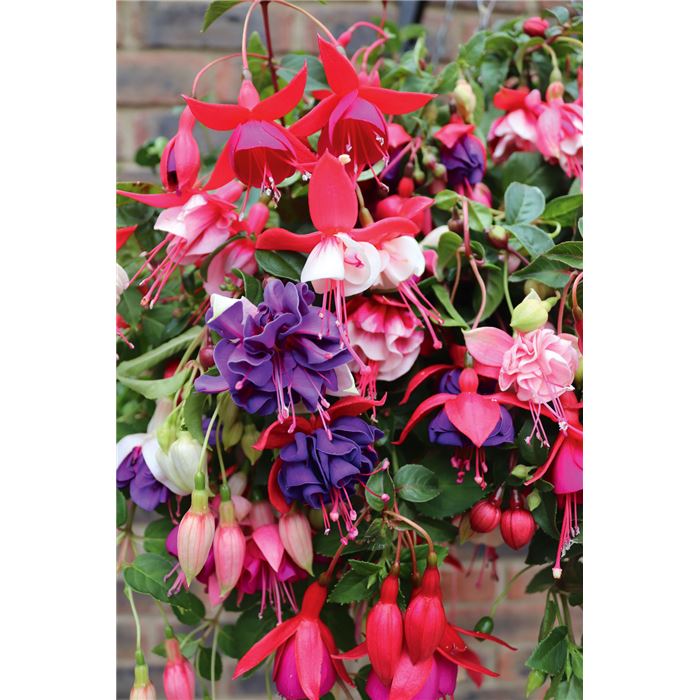 Hänge-Fuchsie 'Mix'