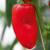 Mini-Snack-Paprika 'Lubega® Mini-Red' F1