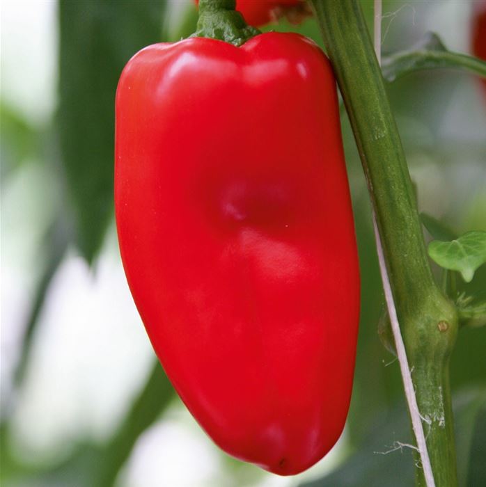 Mini-Snack-Paprika 'Lubega® Mini-Red' F1