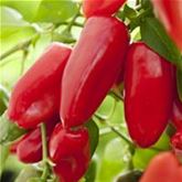 Mini-Snack-Paprika 'Lubega® Mini-Red' F1