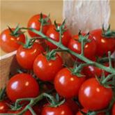 Cocktailtomate 'Manolo® Red' (Picolino), F1