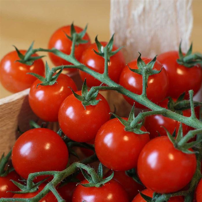 Cocktailtomate 'Manolo® Red' (Picolino), F1