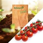 Cocktailtomate 'Manolo® Red' (Picolino), F1