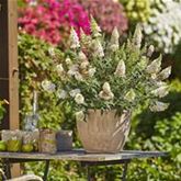 Schmetterlingsstrauch 'Summer Bird® White'