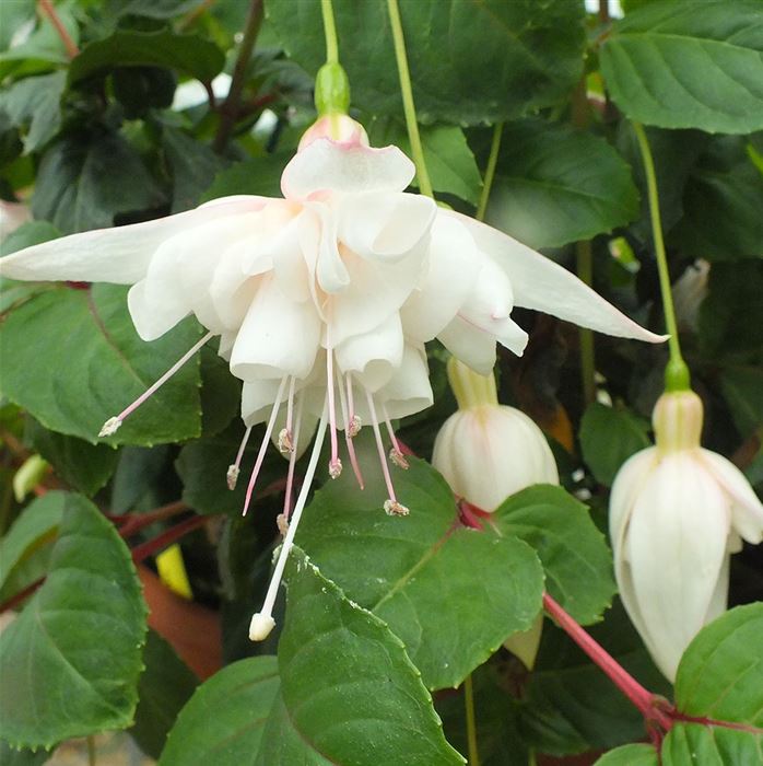 Hänge-Fuchsie 'White King' Hänge-Fuchsie 'White King'