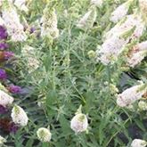 Schmetterlingsstrauch 'Summer Bird® White'