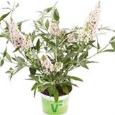 Schmetterlingsstrauch 'Summer Bird® White'