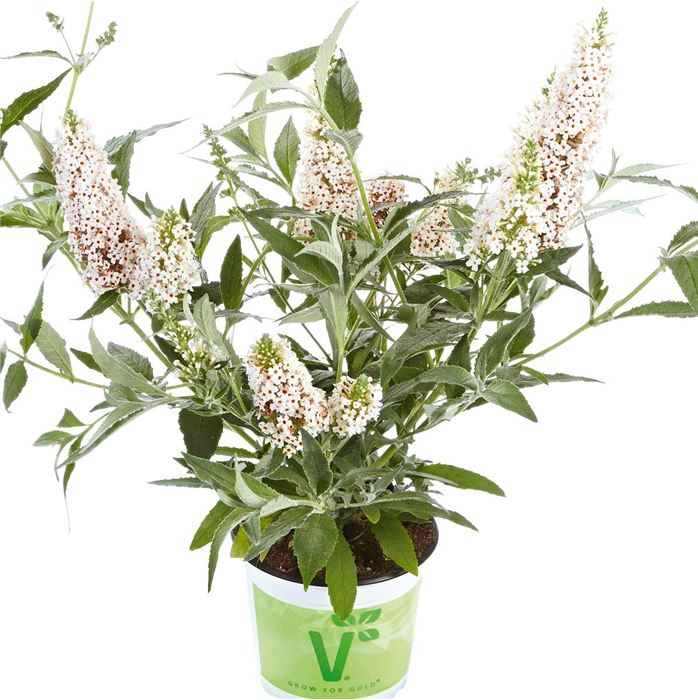 Schmetterlingsstrauch 'Summer Bird® White'