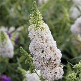 Schmetterlingsstrauch 'Summer Bird® White'