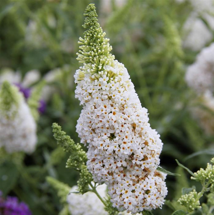 Schmetterlingsstrauch 'Summer Bird® White'