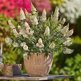 Schmetterlingsstrauch 'Summer Bird® White'