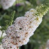 Schmetterlingsstrauch 'Summer Bird® White'