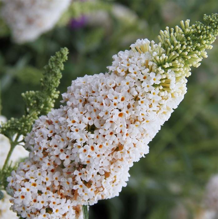 Schmetterlingsstrauch 'Summer Bird® White'