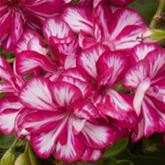 Hänge-Geranie 'Grandeur® Ivy Arctic Wine'