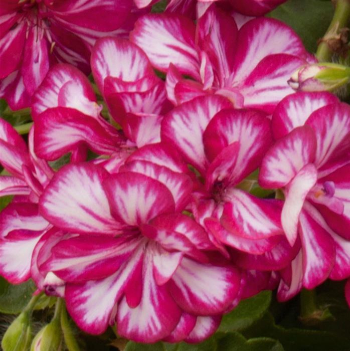 Hänge-Geranie 'Grandeur® Ivy Arctic Wine'