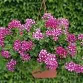 Hänge-Geranie 'Grandeur® Ivy Arctic Wine'