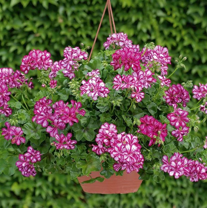 Hänge-Geranie 'Grandeur® Ivy Arctic Wine'