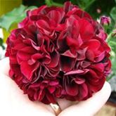 Hänge-Geranie 'Tommy'