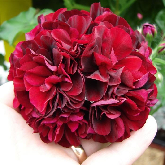 Hänge-Geranie 'Tommy'