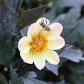 Dahlie 'Happy Day Lemon'