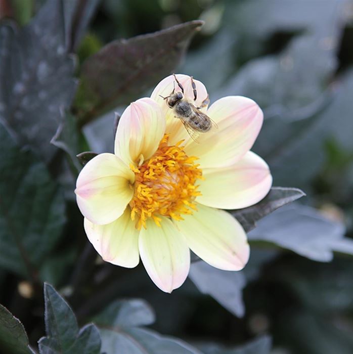 Dahlie 'Happy Day Lemon'