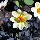 Dahlie 'Happy Day Lemon'