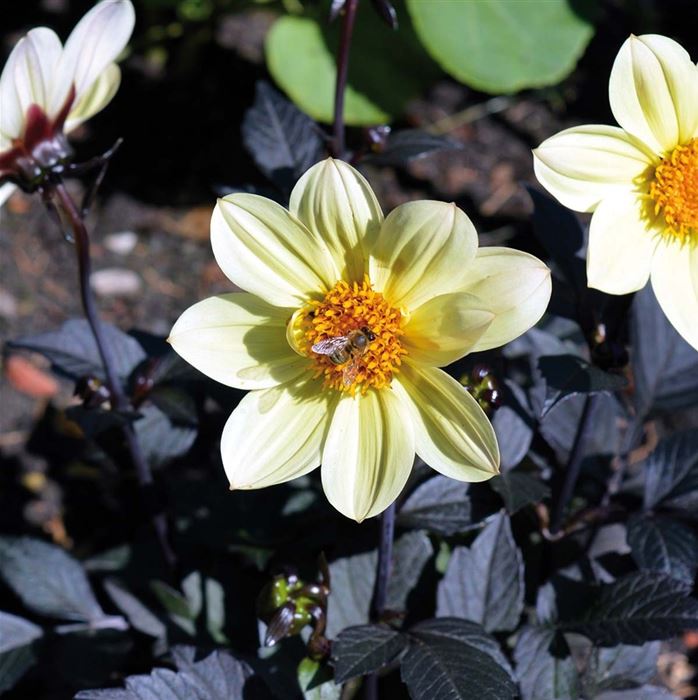 Dahlie 'Happy Day Lemon'