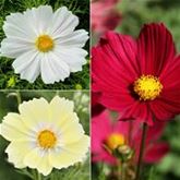 Schmuckkörbchen 'Wine and Biscuit'