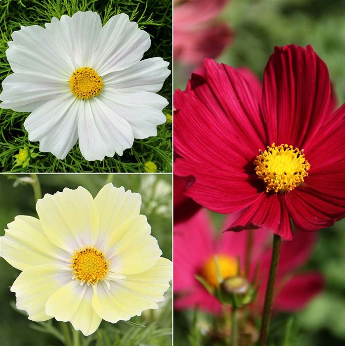 Schmuckkörbchen 'Wine and Biscuit'