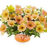 Hänge-Petunie 'Chameletunia® Mango'